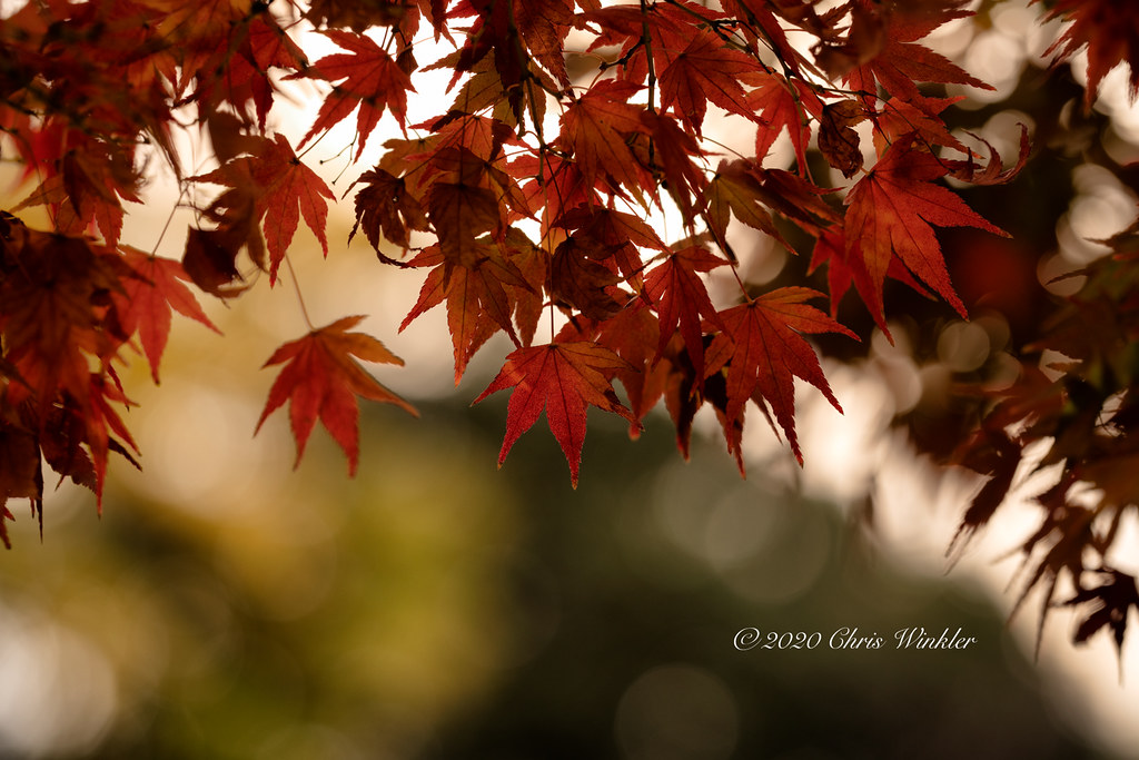 Late Autumn Leaves