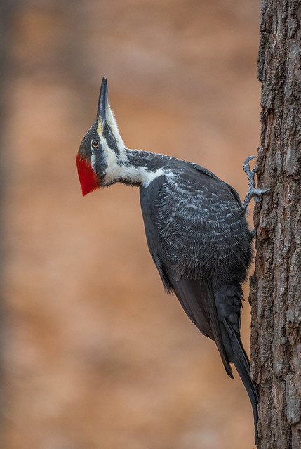 Grand Pic (f) / Pileated woodpecker (f)