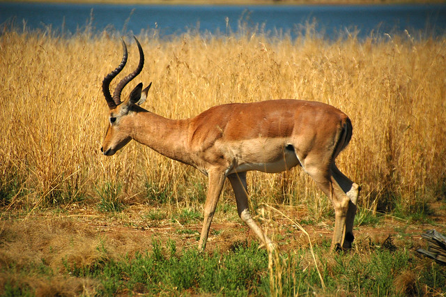 Antilopa impala (Impala), Namibie
