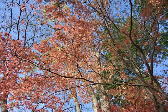 玉泉院丸庭園の紅葉