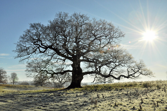 Frosty day for the old oak tree
