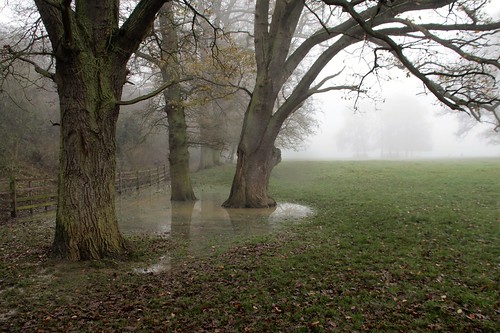 oaks trees field floodwater fog mist landscape nature fence leaves