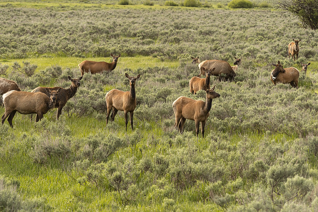 Rocky Mountain Elk Cow Gathering