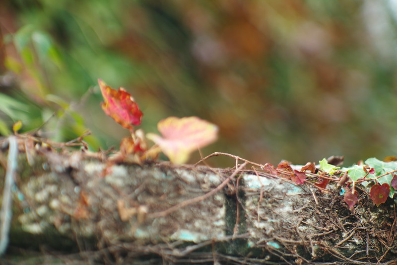 Leica M9 P+Jupiter 9池袋一丁目路地の蔦の絡まる紅葉