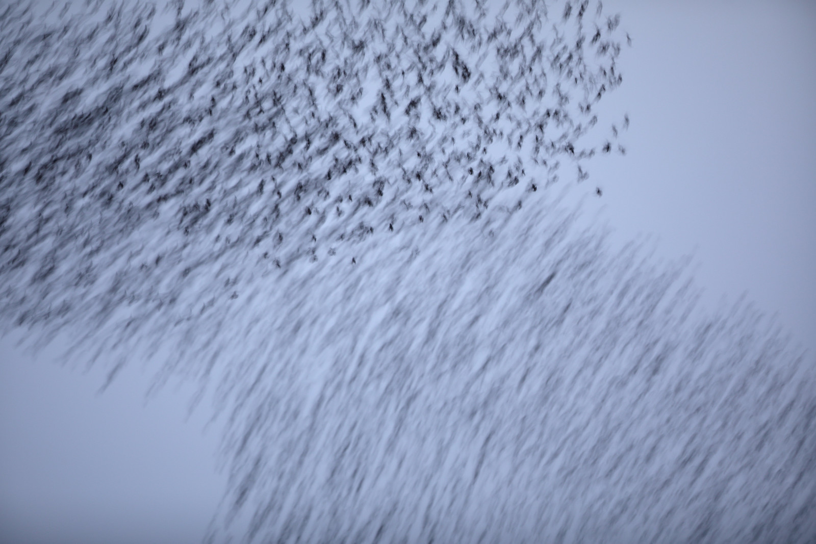 Starling Murmuration - Motion Blur - Minimal