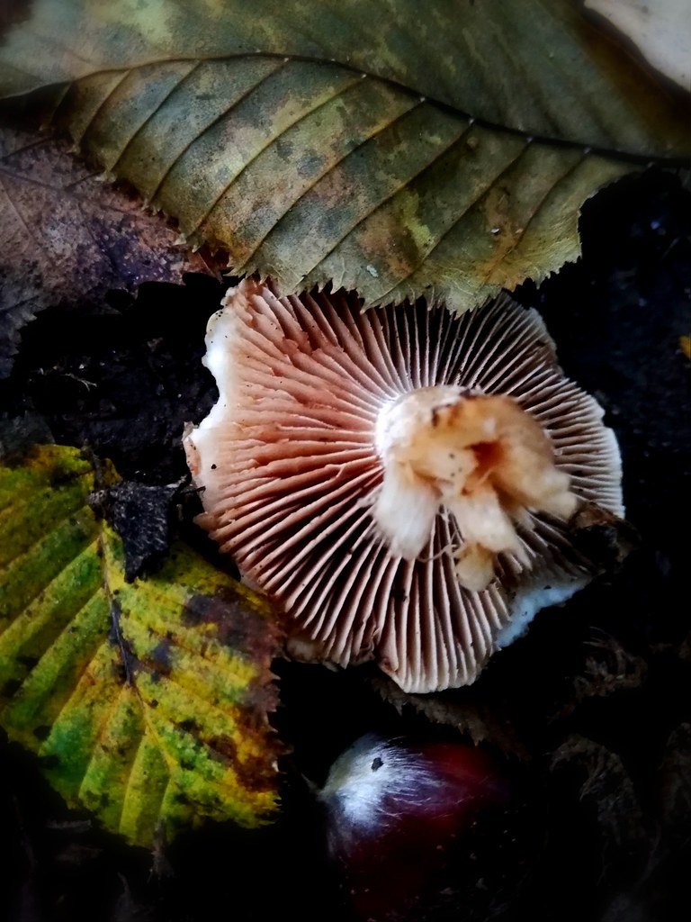 Il fungo e la castagna