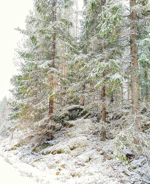 Lunta metsässä.