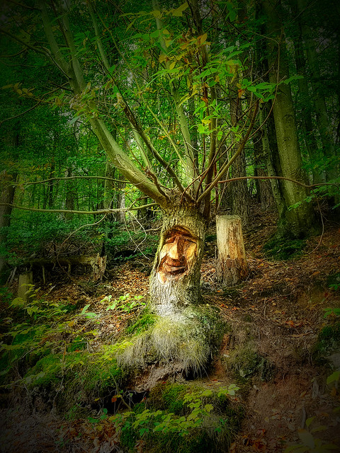 Mein Pfälzerwald - Waldgeisterweg