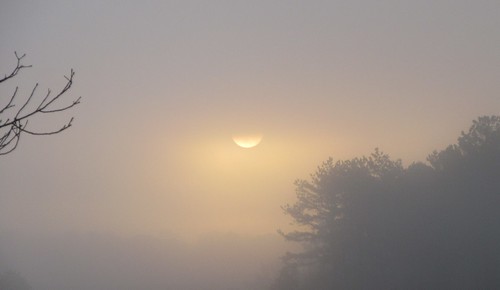 sun fog trees sky