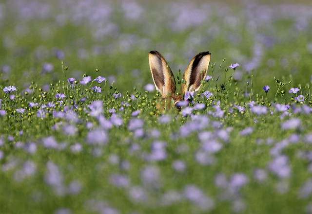 Brown hare lying up in flax-Epping Upland copy