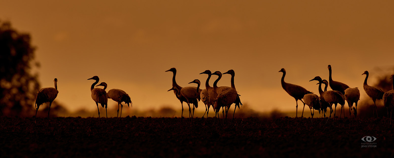 Cranes in the sunset:  Kranich (Grus grus) - common crane  ·  ·  ·   (R5A_5513)