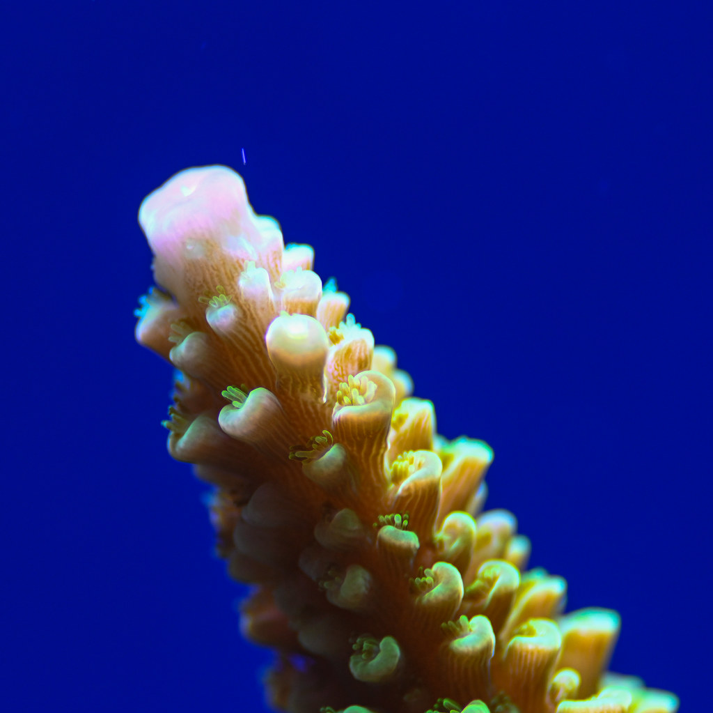 Acropora formosa - green slimer | Frode | Flickr
