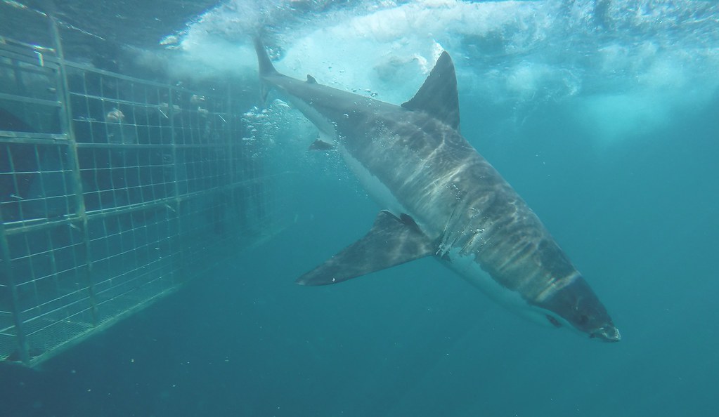 Gansbaai, Shark Diving