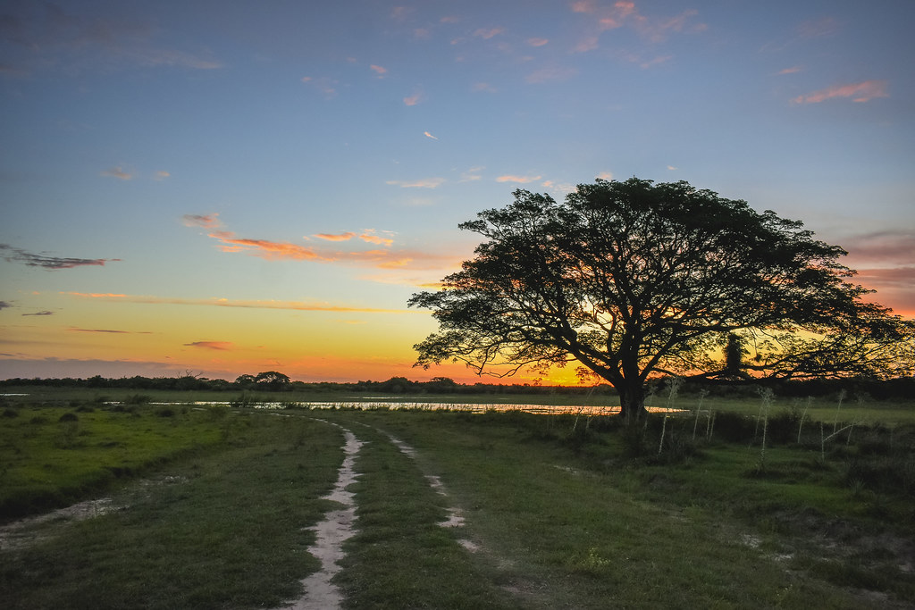 Atardecer el campo (esteros) // Sunset in the field (wetla… | Flickr