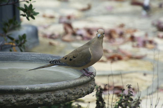 20201212 Mourning Dove