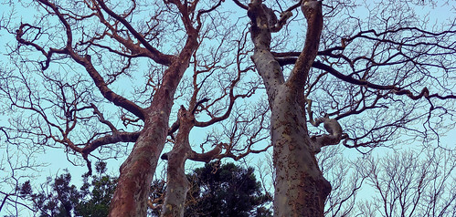 japan culture nature history yakushima yakusugi cedar tree mononoke hiking view travel kyushu
