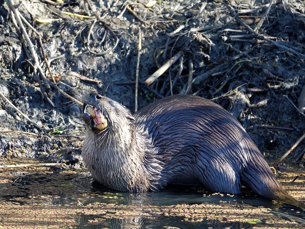 North American River Otter gets a tasty fish-Yolo Bypass (4)