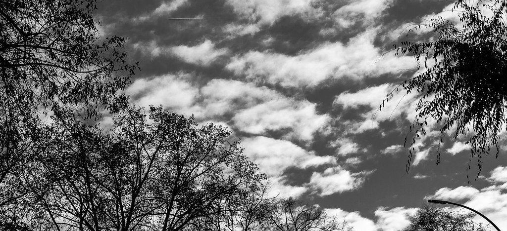 Clouds and Trees