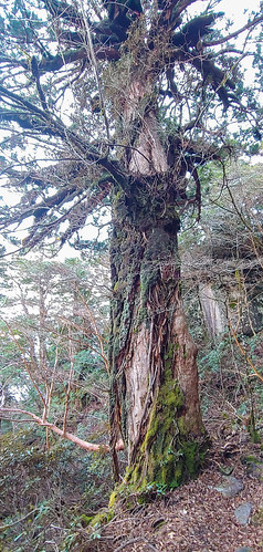 japan culture nature history yakushima yakusugi cedar tree mononoke hiking view travel kyushu