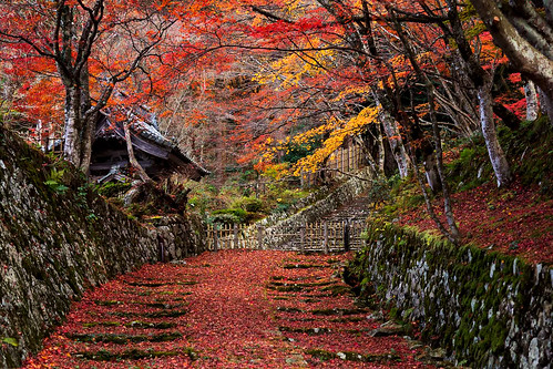 Momiji | 百済寺 参道 残り紅葉 Approach to the Hyakusai-ji temple. Loc… | Flickr