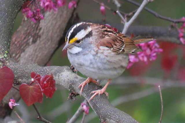 White-throated Sparrow - Zonotrichia albicollis - Hamilton County, Ohio, USA - April 30, 2020