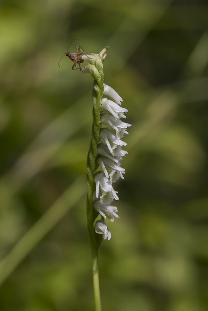 Spiranthes lacera var. lacera (and its guardian?)