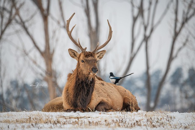 Elk & Magpie