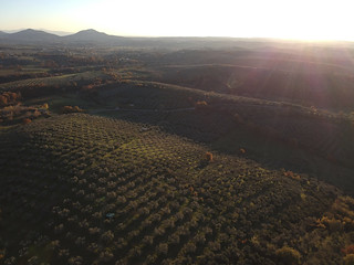 Dall'alto la campagna e gli olivi