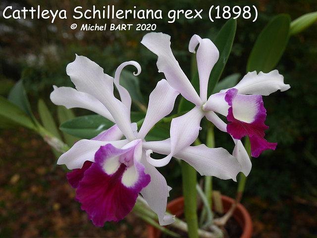 Cattleya Schilleriana grex (1898) 50715274372_fb58c783b3_z