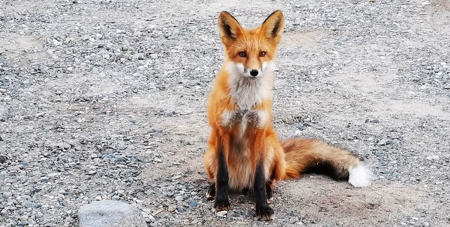 A Fox Very Interested in What I Was Doing.  Carcross, Yukon, Canada.