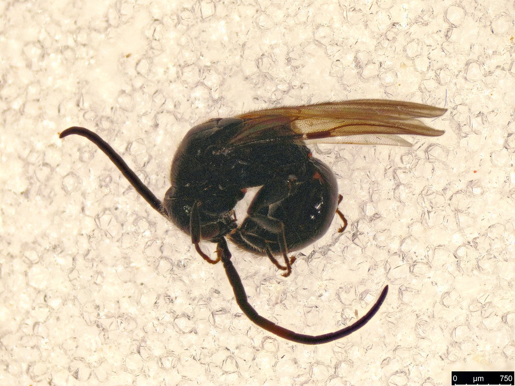 21a - Bethylidae sp.
