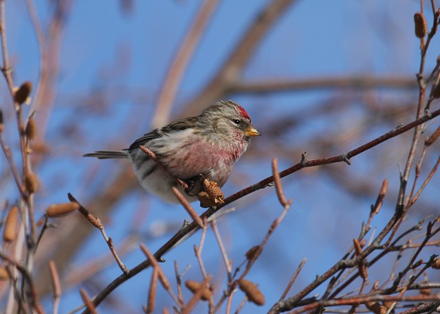 Common Redpoll male looking handsome and rosy
