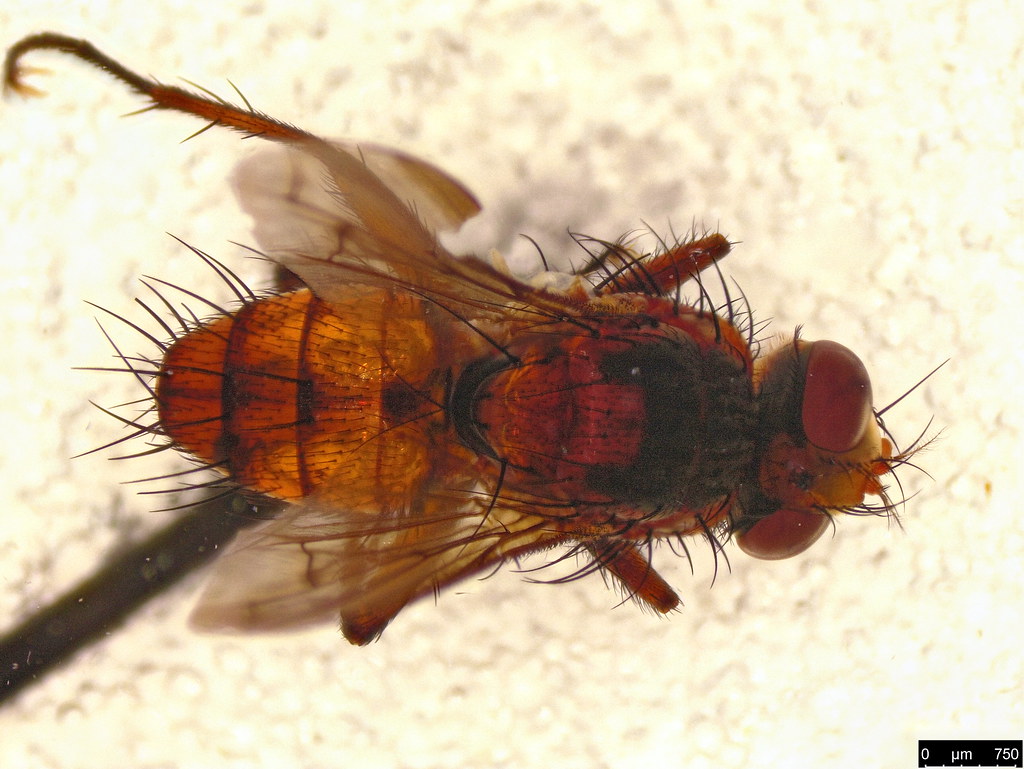 3b - Tachinidae sp.