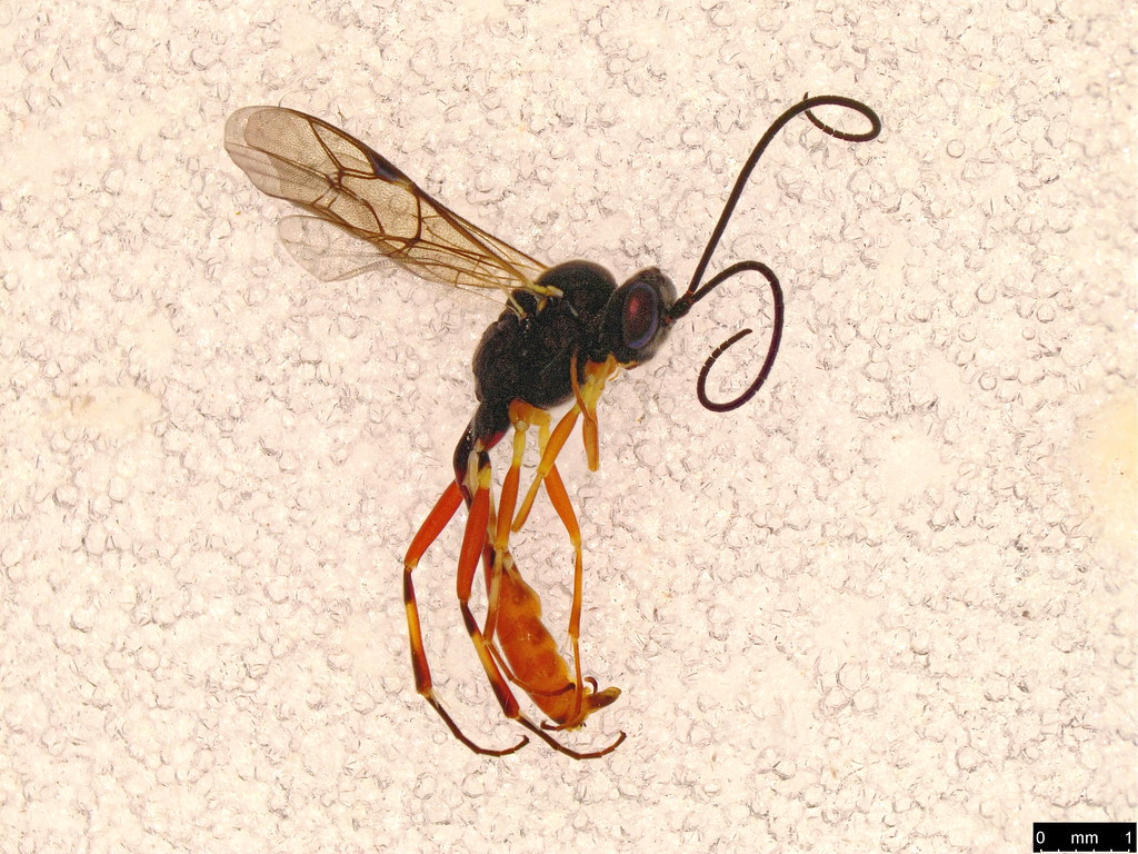 14 - Hymenoptera sp.