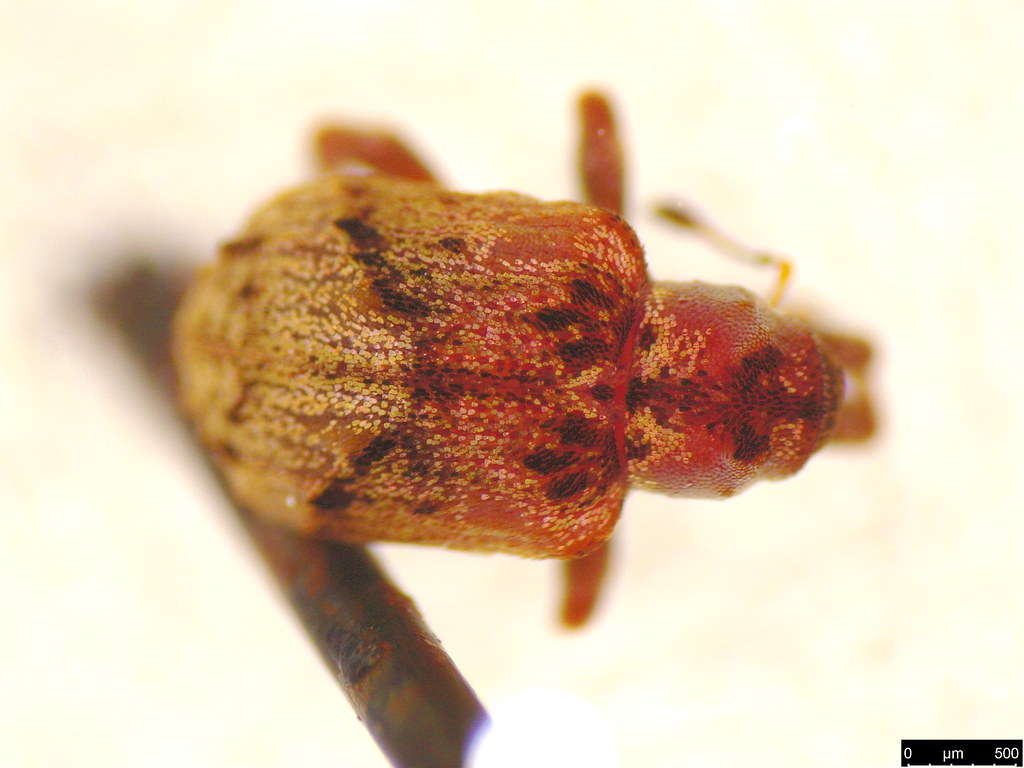28b - Hyperinae sp.