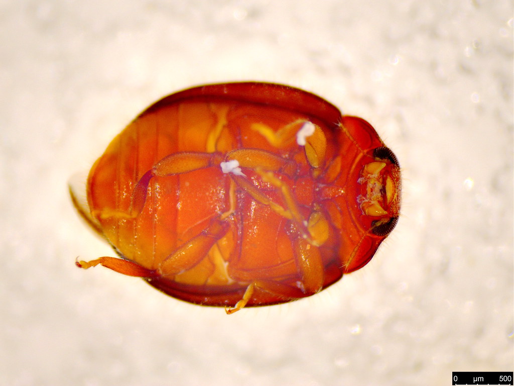 29b - Rhyzobius sp.