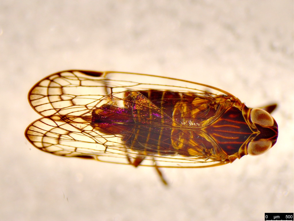 34c - Cixiidae sp.