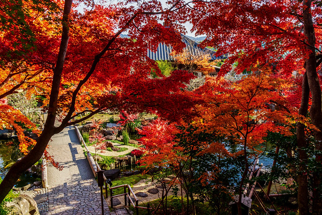 Autumn leaves at Hase-dera Temple : 長谷寺紅葉
