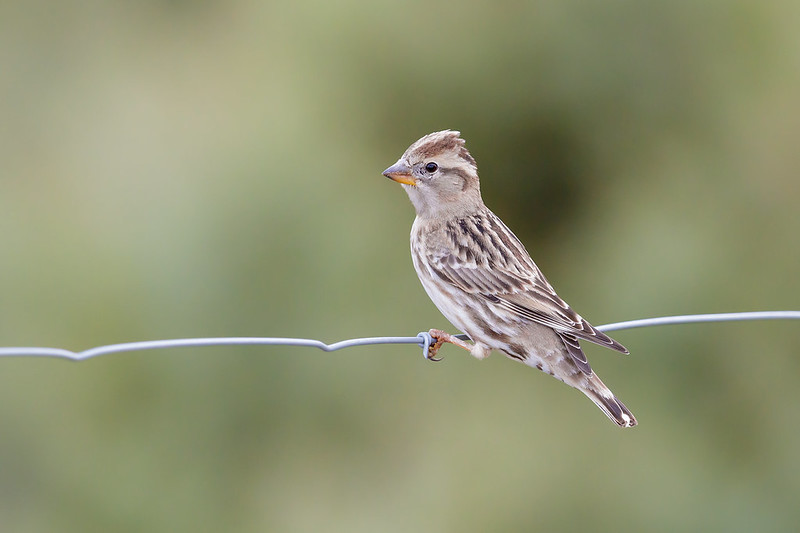 Petronia petronia | Rock Sparrow | stensparv