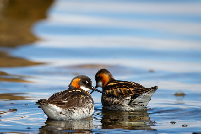 Female and male red-necked phalarope swimming in circles