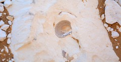 Farafra Oasis White Desert (Sahara Beida)_268 Fossilized Shell in Limestone