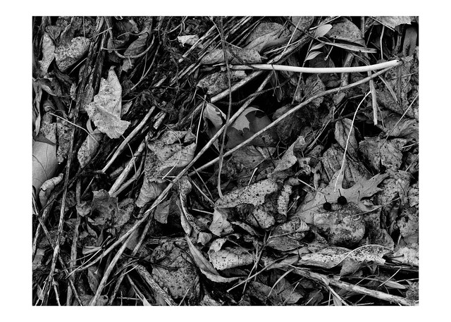 Ground litter and garden detritus December #2, Black & White