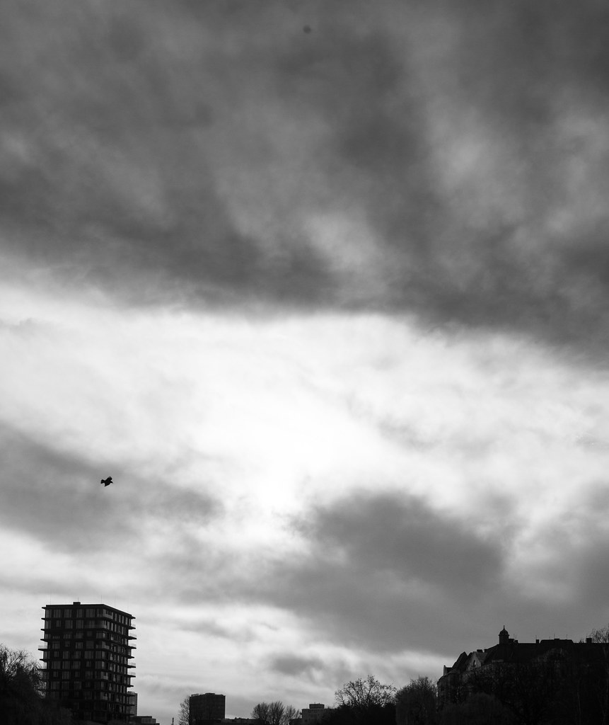 Lone Bird over the City