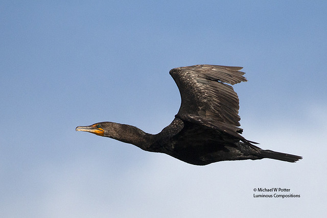 Double-crested Cormorant in flight