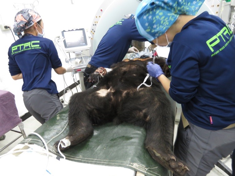 落難的崁頂黑熊送往屏科大野生動物收容中心救治，監控血壓、心電圖、呼吸、心跳、血氧等。圖片提供：台東林管處。