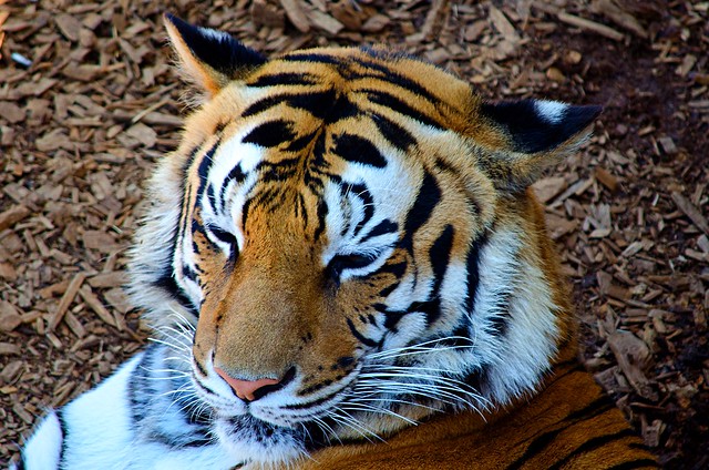 Tiger Portrait  DSC7340