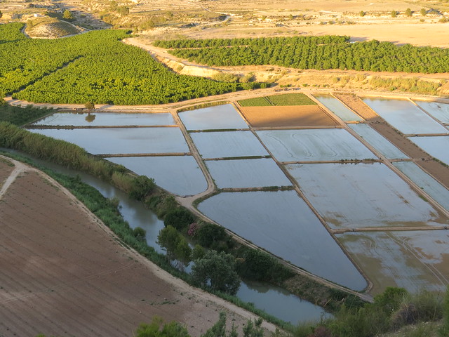 Calasparra Rice Fields - Campos de Arroz