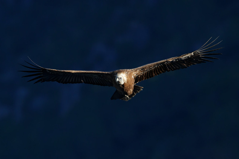 Gyps fulvus | Griffon Vulture | gåsgam