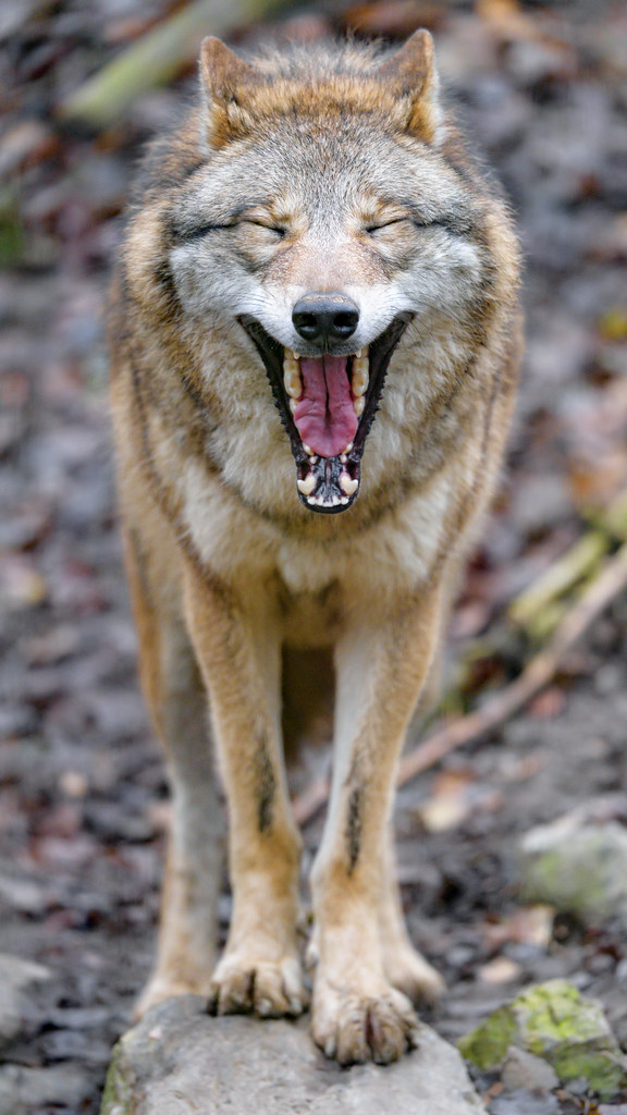 Funny wolf yawning