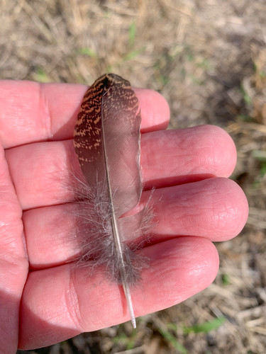 mikaelbehrens trackorsign aransaspass feather wildlife bird texas cbc unitedstates